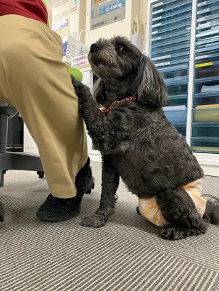 癒し犬 のの の おねだりポーズ 介護老人保健施設 楢葉ときわ苑 福島県双葉郡楢葉町