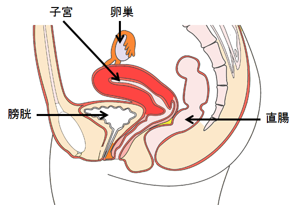 卵巣 水たまり