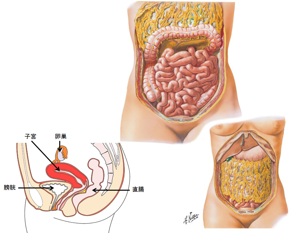 卵巣 腫瘍 手術 後